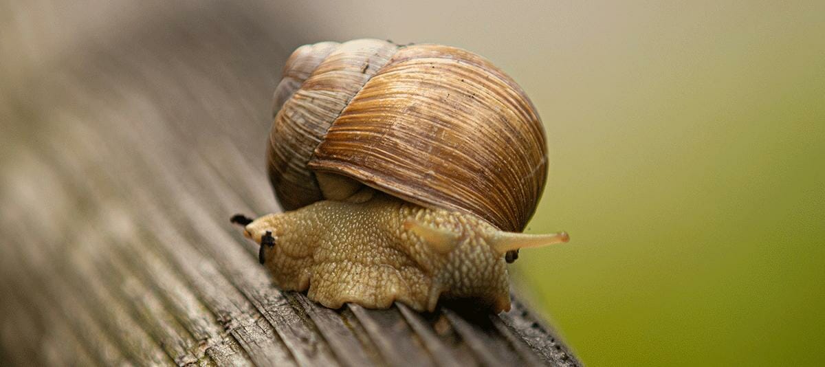 photo of a snail